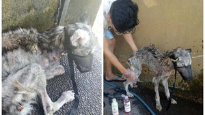 A gasit un caine pe moarte si l-a luat acasa! Ce s-a intamplat cu animalul in scurt timp. Povestea lui a devenit VIRALA pe Facebook pentru ca...
