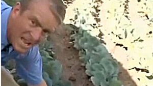 Plantatie de marijuana la usa casei lui Bin Laden