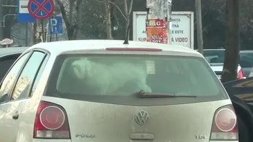 Il mai tii minte pe fostul coleg de trupa al Deliei? Vezi cum reactioneaza cand e prins in ambuscada de un grup de Craciunite!