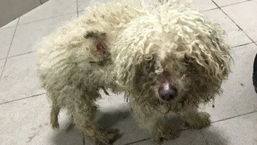 BICHONUL pe care nu l-a mai vrut stăpânul este de nerecunoscut! Cum arată după ce a fost dus la cosmetică canină