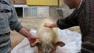 Catanga si-a angajat macelar si bucatar ca sa ii taie porcul. Bem vin, mancam sorici si clatite cat capacul de la WC