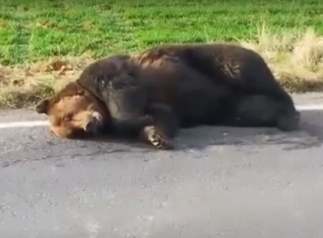 El este șoferul care a lovit ursul, lăsat să agonizeze 18 ore. Drama neștiută a bărbatului