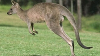 Un cangur urias a atacat o australianca de 94 de ani