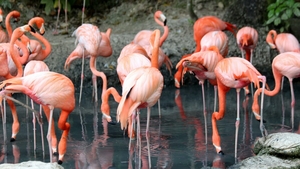 Flamingo nu se naște roz: cum se construiește o culoare iconică