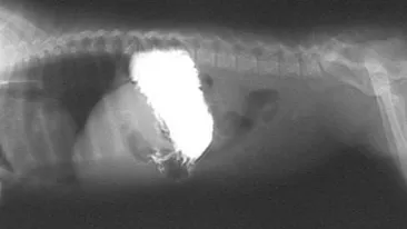 Ce se intampla daca mananci usturoi pe stomacul gol: O sa ramai surprins!