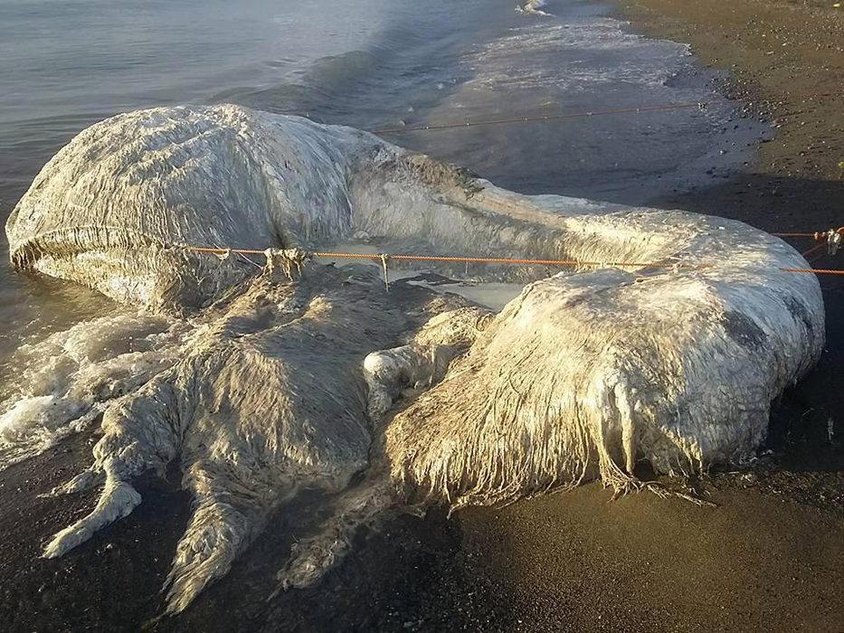 A fost descoperit un monstru marin care nu seamănă cu nimic de pe această planetă! Imagini înfiorătoare! Localnicii cred că este un semn rău: „Rugați-vă pentru noi”