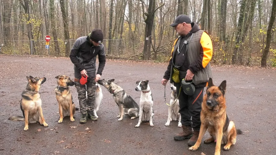 Cine este dresorul care plimbă câinii vedetelor din București