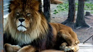 Scene şocante la Rădăuţi! O fetiţă a fost sfâşiată de un leu la grădina zoologică