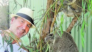 Ursuletii australieni au protector de Dorobanti! Milionarul Nicorescu, ambasador koala