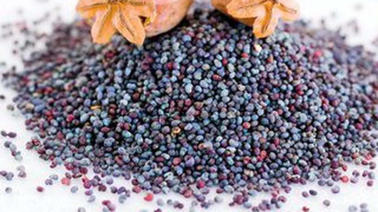 Macul combate osteoporoza