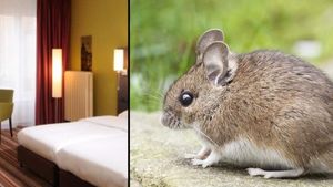 Un bărbat a găsit o metodă inedită de a se caza gratis la hoteluri