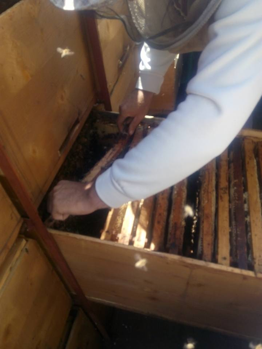 Apiculturorul sătmărean a reușit să facă o mică afacere din pasiunea lui