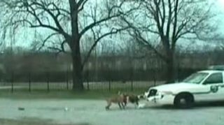 VIDEO Un caine a fost dus la inchisoare pentru ca a atacat o masina de politie!