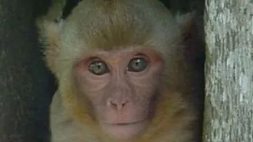 O maimuta a devenit oficial politist, in Thailanda