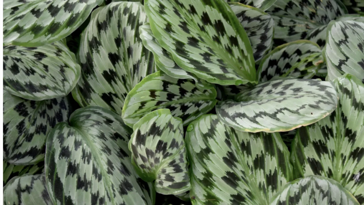 Planta care se roagă există și nu e scumpă deloc! Dar de ce se numește așa?