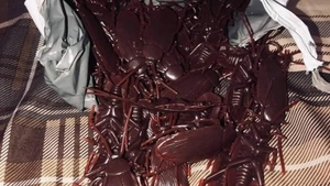 Incredibil! O femeie a vrut să păcălească pe altcineva cu un colet plin de gândaci de plastic, dar totul a luat o întorsătură neașteptată