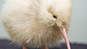 FOTO INEDIT! Vezi cum arata un pui de kiwi alb!