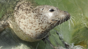 O foca a evadat din bazinul ei si a plecat in vecini la agatat