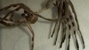 VIDEO / O filmare a şocat milioane de oameni! În imagini apare “o insectă-extraterestră” care are multe picioare