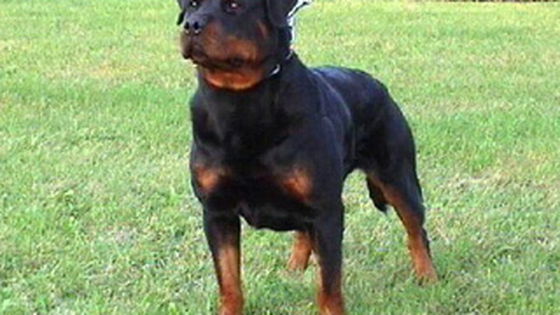 Doi copii, de cinci si respectiv trei ani, au fost muscati de un Rottweiler! Unul dintre ei e in stare grava la spital!
