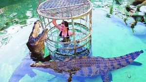 In cusca, printre crocodili