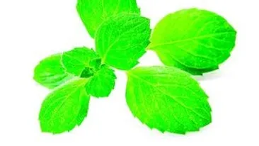 Cum sa scapam de atacurile tantarilor! Sugestii pentru a alunga insectele periculoase