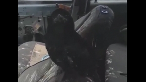 Imagini incredibile în Satu Mare! Cum a reușit o cioară să distrugă interiorul unei mașini - VIDEO