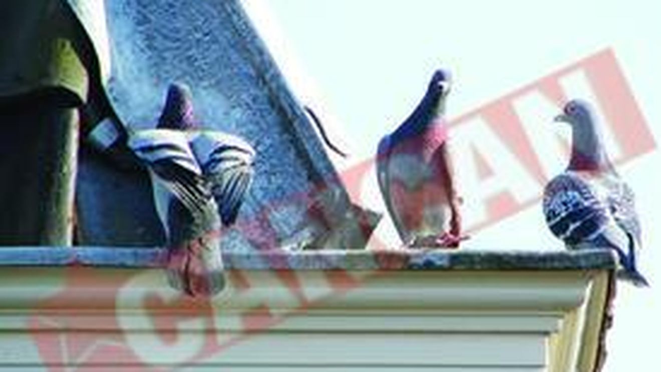 Consiliul Judetean Timis cumpara sperietoare pentru porumbei