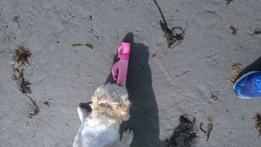 A ieşit să-şi plimbe câinii pe plajă şi s-a întors acasă cu jucării sexuale! Află cum s-a petrecut totul! 