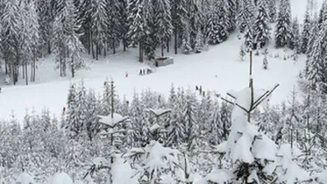 Statiunea Harghita Bai a ramas fara energie electrica dupa ce un brad a rupt firele de tensiune!