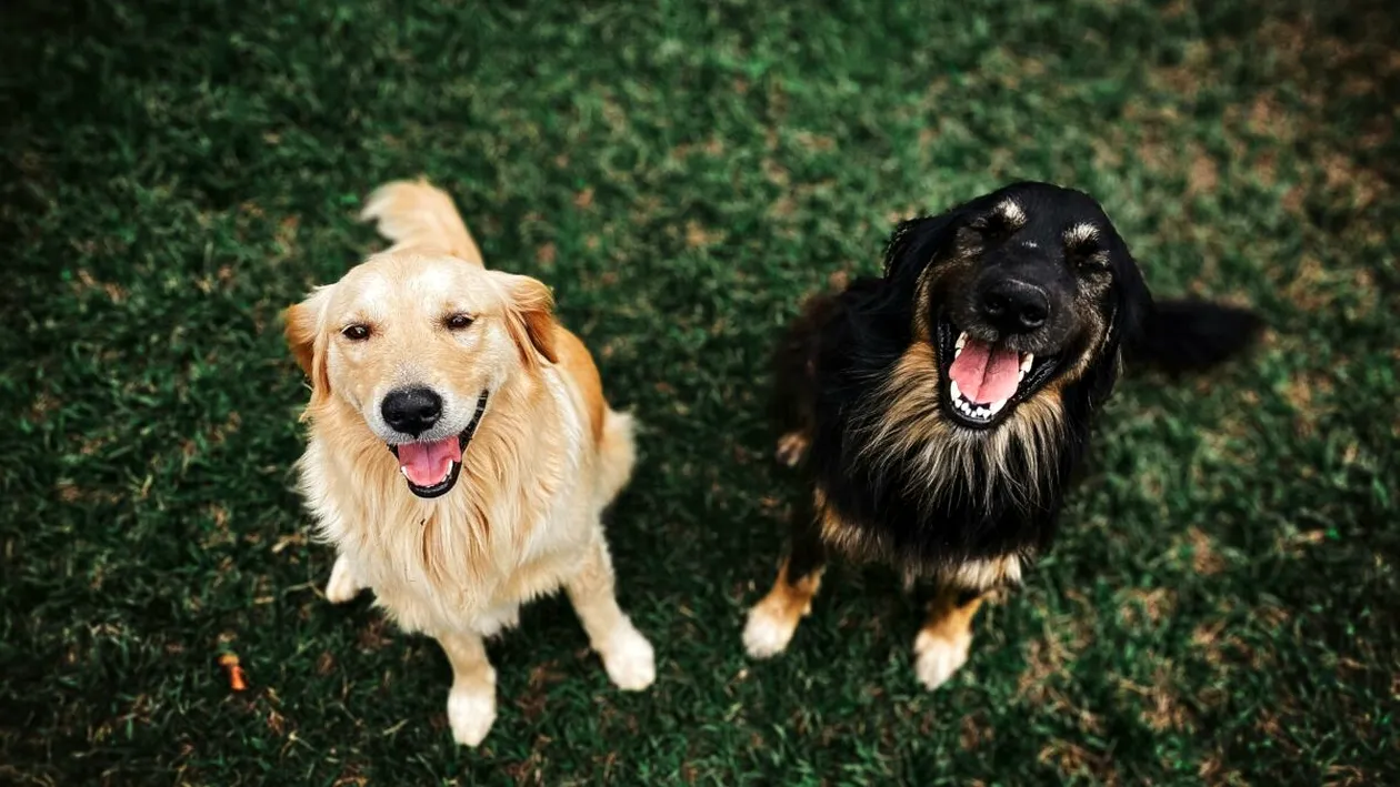 De ce urlă unii câini când aud muzică. Cercetătorii au descoperit misterul din spatele patrupezilor „soliști”