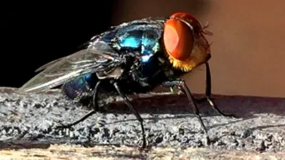 Pare desprinsă dintr-un film horror! Musca ale cărei larve mănâncă victimele de vii a reapărut după 60 de ani