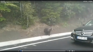 Un urs a fost surprins în trafic pe DN 2D! (video)