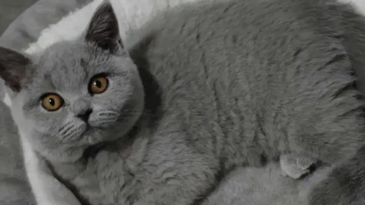 Prețul animalelor de companie e explodat în România. Cu cât se vinde pe OLX o pisică British Shorthair