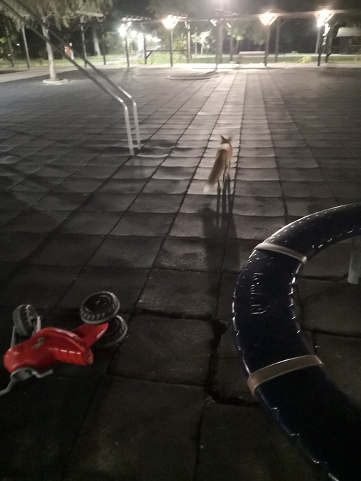 Vulpea s-a plimbat și pe la locurile de joacă