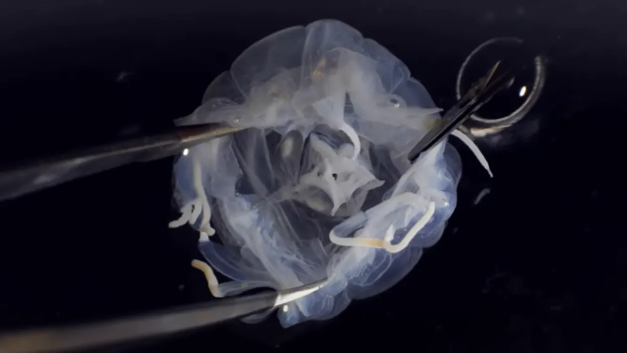 Animalul periculos cu 24 de ochi care a șocat cercetătorii. Are forma unei cutii și poate să te otrăvească