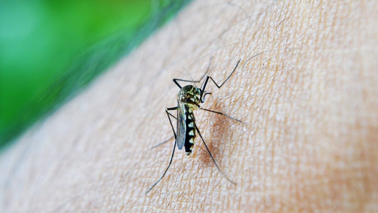 O nouă pandemie în China, provocată de virusul ”chikungunya”. Se răspândește prin înțepături de țânțari!