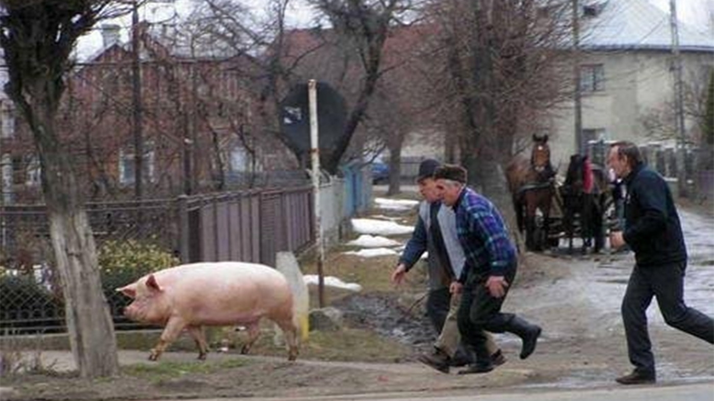 Caz ireal în Pădureni! Un sătean a fost prins furând 14 rațe de la vecinul lui. Ca să fie iertat, i-a promis o bucată din porcul pe care urma să-l taie. Ce a urmat depășește orice imaginație