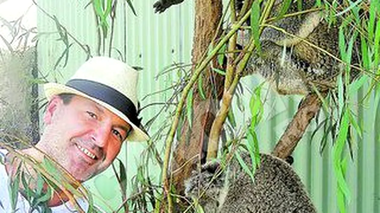 Ursuletii australieni au protector de Dorobanti! Milionarul Nicorescu, ambasador koala