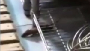 O nouă specie! Şobolanul de cofetărie! A fost filmat printre prăjituri, la Brăila