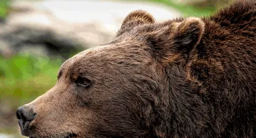 Un turist a fost atacat de un urs și tras în pădure. AVERTISMENT major pentru toți turiștii de pe Transfăgărășan