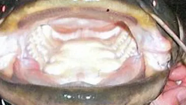 Captura socanta! A aruncat undita si a scos din apa o creatura legendara. De 20 de ani se chinuiau pescarii sa o prinda