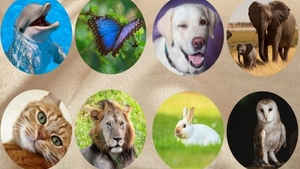 Test inedit de personalitate | Alege animalul preferat din imagine. Opţiunea va dezvălui lucuri necunoscute despre tine