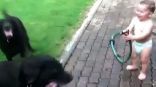 Video de pus pe Wall! O sa razi tot weekend-ul dupa ce-l vezi si o sa strangi o groaza de Like-uri datorita pustiului astuia in scutece care se distreaza cu cainii lui
