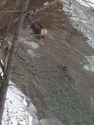 Căprioara nu a avut nicio șansă în fața lupilor