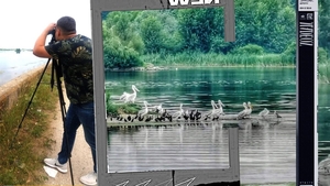 „Invazie″ de păsări rare în Delta Olteniei. Sătenii se plâng că le mănâncă cireșele