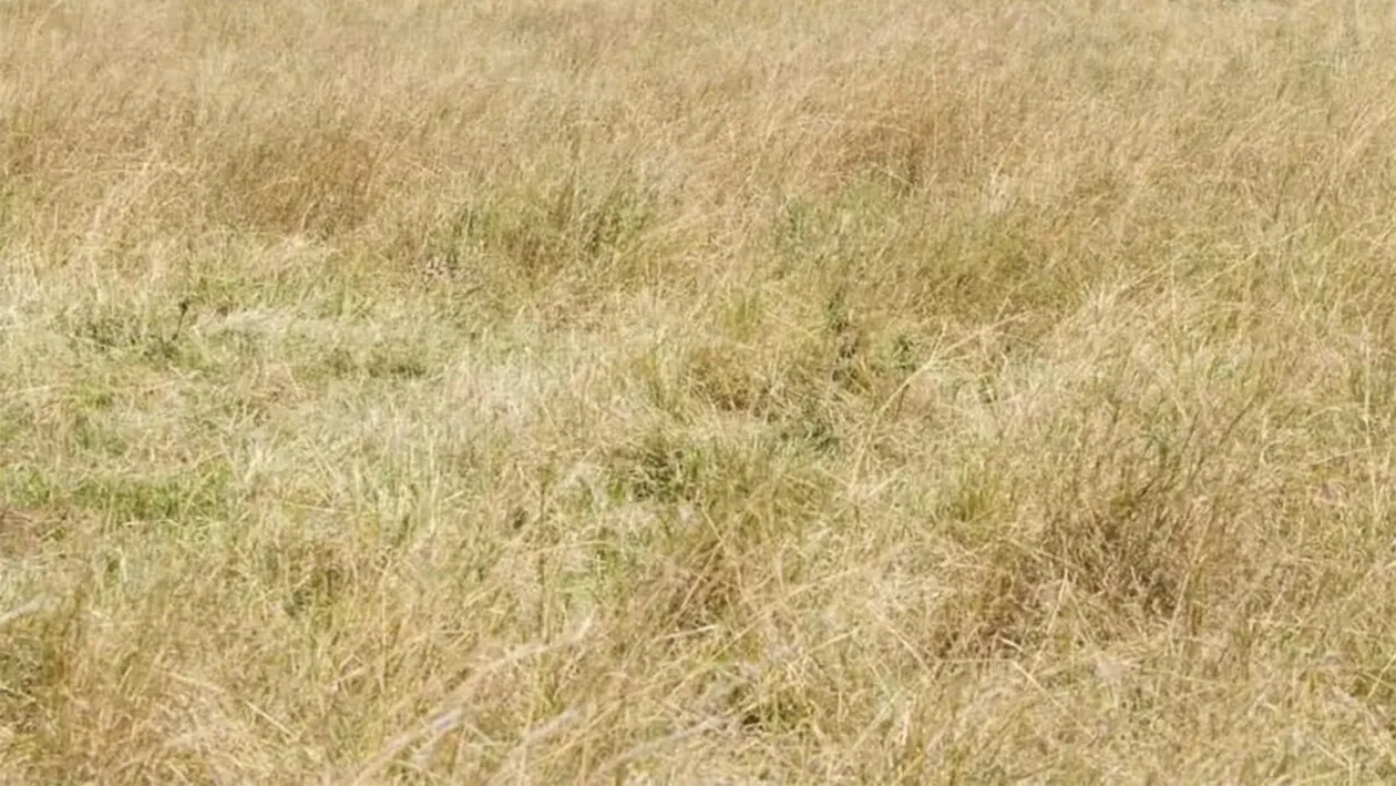 Test de perspicacitate | Găsiți ghepardul ascuns în această iluzie optică virală!