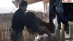 VIDEO Un strut a luat-o la fuga pe strazile din Pitesti!