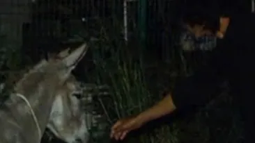 VIDEO Un turist german calatoreste prin Romania cu un magar!