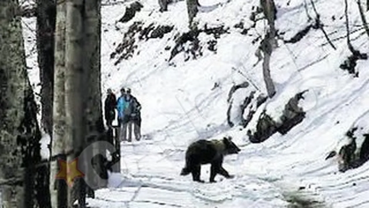 A crezut ca ursul e de plus!